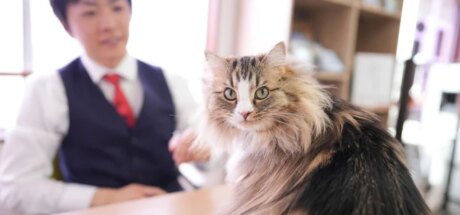 日本熊本小伙为百万猫奴寻家！带着猫咪秘书创办专属房产公司，只为终结流浪猫等待悲剧！ - 奇趣星球报