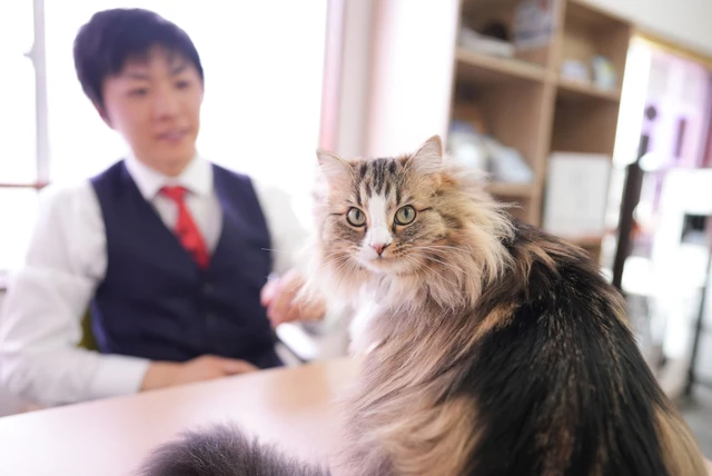 日本熊本小伙为百万猫奴寻家！带着猫咪秘书创办专属房产公司，只为终结流浪猫等待悲剧！ - 奇趣星球报 - 奇趣星球报