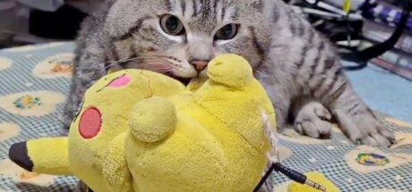 失散三个月的执念!日本小猫疯狂踩奶“失而复得的心爱玩偶”,呆滞迷离的绝望眼神让网友直呼太上头了! - 奇趣星球报
