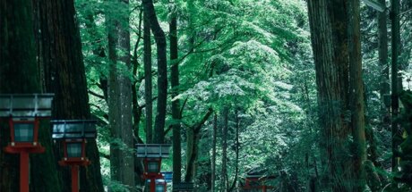 京都著名景点遭贼！日本贵船神社募捐箱连锅端，网民哀叹治安堪忧！ - 奇趣星球报