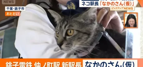 连猫都要熬转正!日本网友议论“濒临破产的奇葩电铁喜提猫咪站长”,双休待遇竟让无数打工人直呼眼红! - 奇趣星球报