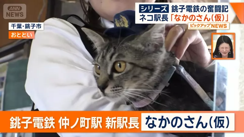 连猫都要熬转正！日本网友议论“濒临破产的奇葩电铁喜提猫咪站长”，双休待遇竟让无数打工人直呼眼红！ - 奇趣星球报 - 奇趣星球报