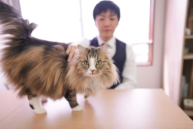 日本熊本小伙为百万猫奴寻家！带着猫咪秘书创办专属房产公司，只为终结流浪猫等待悲剧！