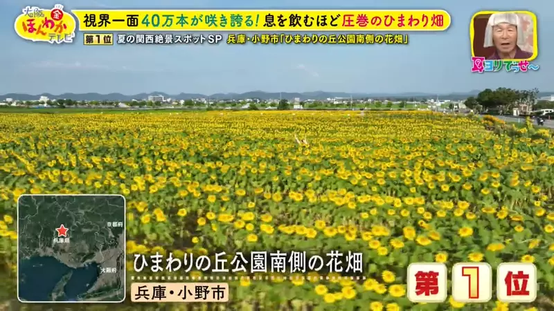日本关西夏日拍照别把行程排错！风铃、镜面海和40万朵向日葵，都在拼时间！