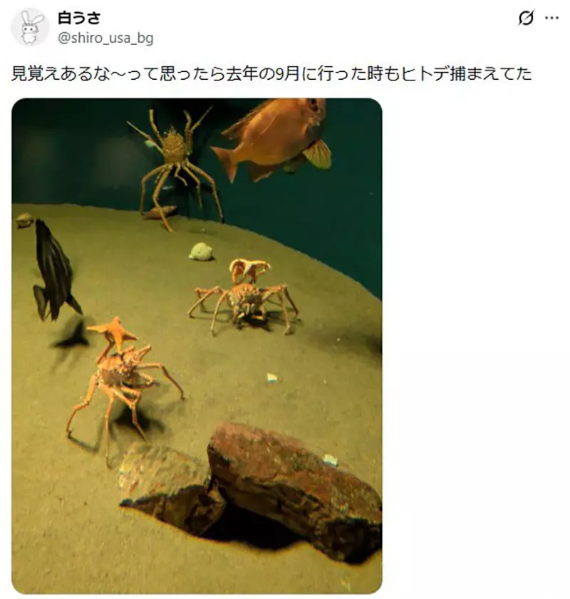 日本葛西临海水族园的日本拟人面蟹火了!它举海星不是卖萌,而是在拼命藏住自己! 日本葛西临海水族园的日本拟人面蟹火了!它举海星不是卖萌,而是在拼命藏住自己!