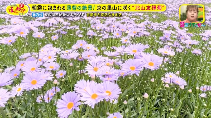 日本关西夏日拍照别把行程排错！风铃、镜面海和40万朵向日葵，都在拼时间！