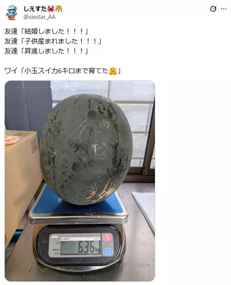 日本网友议论“朋友都在升级人生”，我却想炫耀一颗巨型菊石！成年人别被进度条绑架！