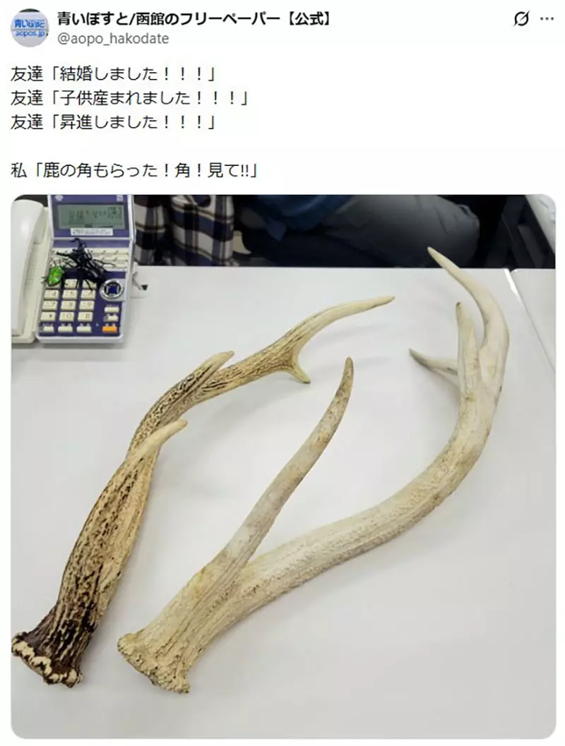 日本网友议论“朋友都在升级人生”，我却想炫耀一颗巨型菊石！成年人别被进度条绑架！