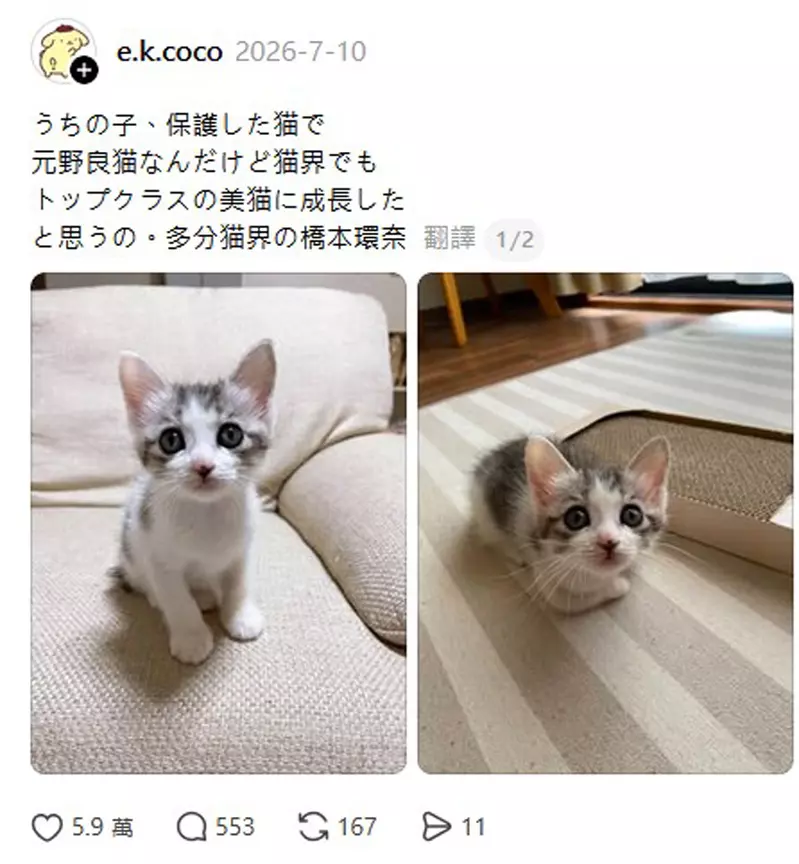 日本网友议论“当一只流浪猫长成猫界桥本环奈”,我们该羡慕的从来不是它的脸!而是被善意接住的那几年! 日本网友议论“当一只流浪猫长成猫界桥本环奈”,我们该羡慕的从来不是它的脸!而是被善意接住的那几年!