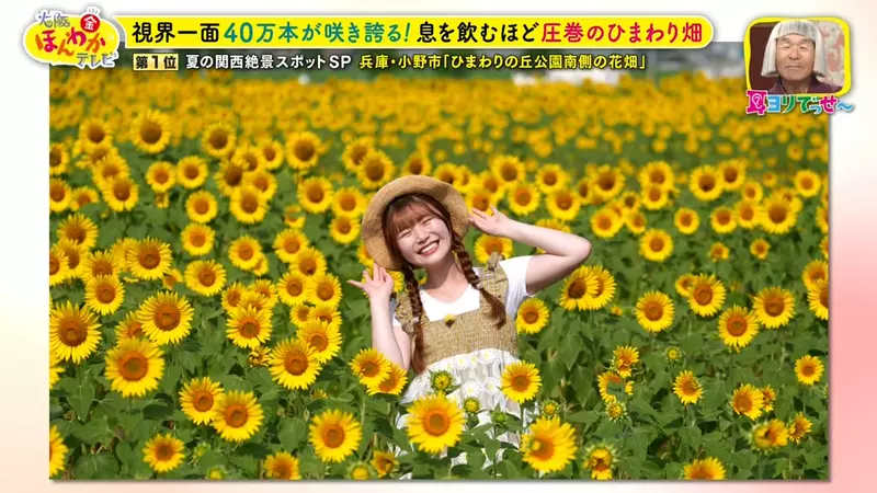 日本关西夏日拍照别把行程排错！风铃、镜面海和40万朵向日葵，都在拼时间！ - 奇趣星球报 - 奇趣星球报