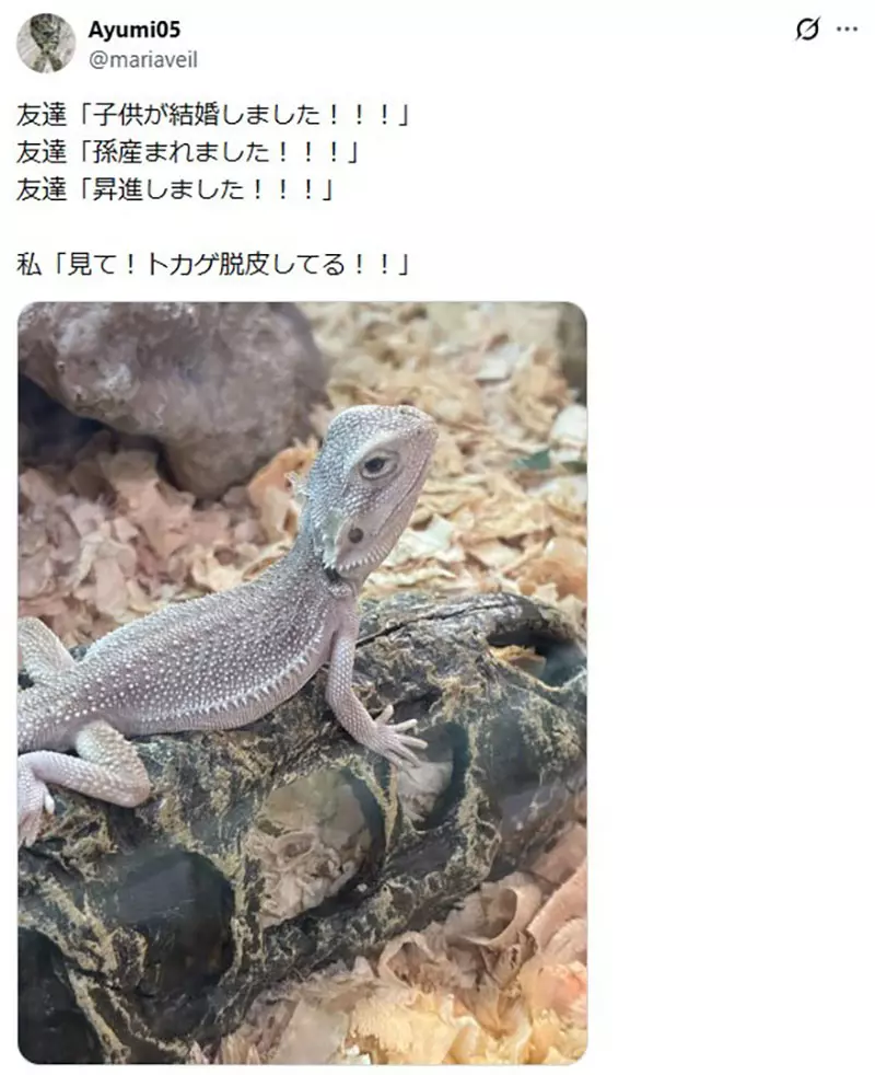 日本网友议论“朋友都在升级人生”，我却想炫耀一颗巨型菊石！成年人别被进度条绑架！