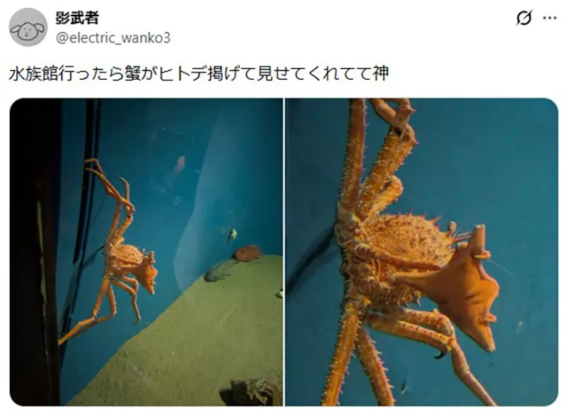 日本葛西临海水族园的日本拟人面蟹火了!它举海星不是卖萌,而是在拼命藏住自己! 日本葛西临海水族园的日本拟人面蟹火了!它举海星不是卖萌,而是在拼命藏住自己!