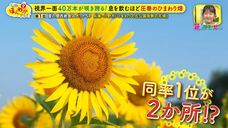 日本关西夏日拍照别把行程排错！风铃、镜面海和40万朵向日葵，都在拼时间！