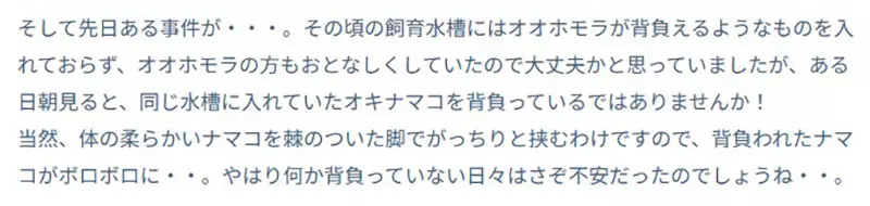 日本葛西临海水族园的日本拟人面蟹火了!它举海星不是卖萌,而是在拼命藏住自己! 日本葛西临海水族园的日本拟人面蟹火了!它举海星不是卖萌,而是在拼命藏住自己!