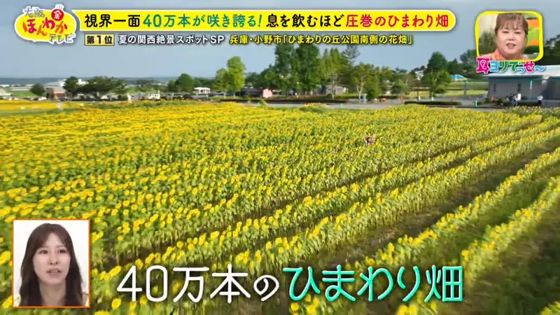 日本关西夏日拍照别把行程排错！风铃、镜面海和40万朵向日葵，都在拼时间！