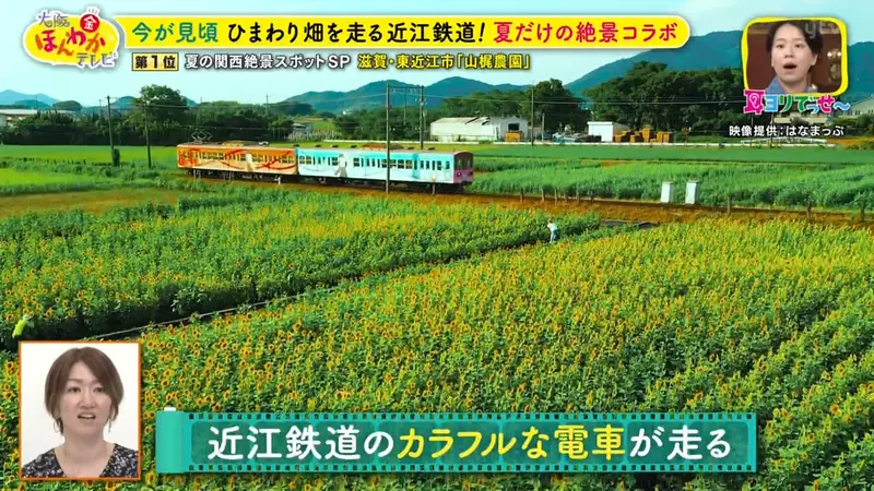 日本关西夏日拍照别把行程排错！风铃、镜面海和40万朵向日葵，都在拼时间！