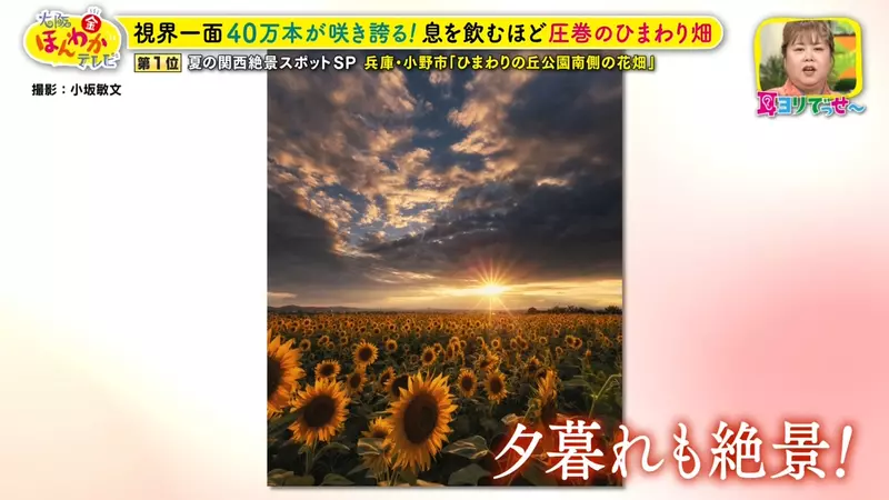 日本关西夏日拍照别把行程排错！风铃、镜面海和40万朵向日葵，都在拼时间！