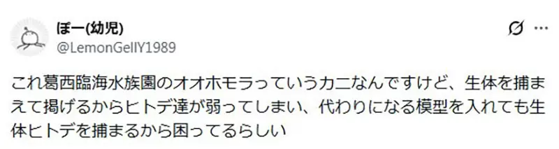 日本葛西临海水族园的日本拟人面蟹火了!它举海星不是卖萌,而是在拼命藏住自己! 日本葛西临海水族园的日本拟人面蟹火了!它举海星不是卖萌,而是在拼命藏住自己!