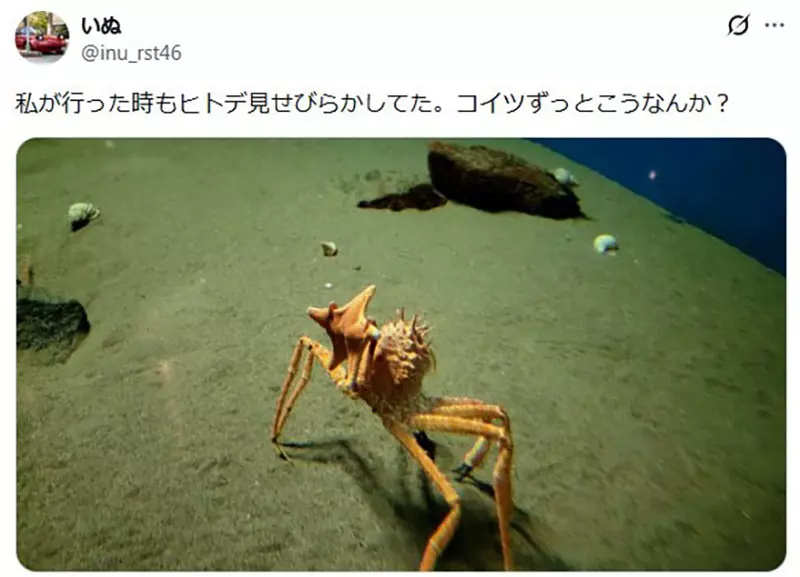日本葛西临海水族园的日本拟人面蟹火了!它举海星不是卖萌,而是在拼命藏住自己! 日本葛西临海水族园的日本拟人面蟹火了!它举海星不是卖萌,而是在拼命藏住自己!