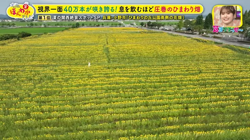 日本关西夏日拍照别把行程排错！风铃、镜面海和40万朵向日葵，都在拼时间！