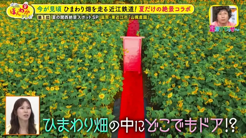 日本关西夏日拍照别把行程排错！风铃、镜面海和40万朵向日葵，都在拼时间！