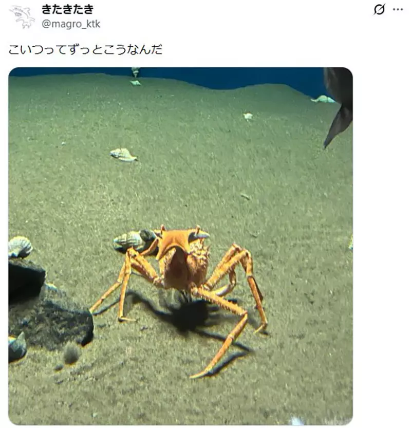 日本葛西临海水族园的日本拟人面蟹火了!它举海星不是卖萌,而是在拼命藏住自己! 日本葛西临海水族园的日本拟人面蟹火了!它举海星不是卖萌,而是在拼命藏住自己!