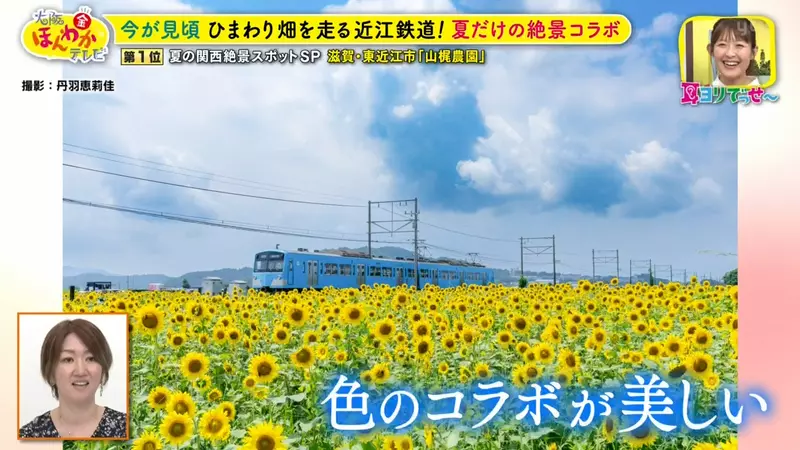 日本关西夏日拍照别把行程排错！风铃、镜面海和40万朵向日葵，都在拼时间！