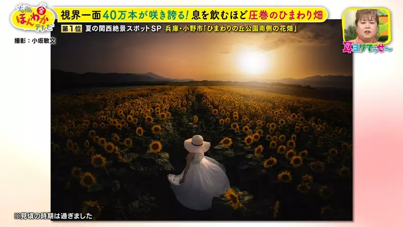 日本关西夏日拍照别把行程排错！风铃、镜面海和40万朵向日葵，都在拼时间！
