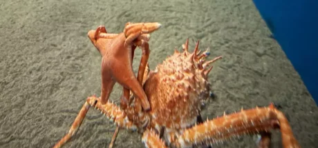 日本葛西临海水族园的拟人面蟹火了!它举海星不是卖萌,而是在拼命藏住自己! - 奇趣星球报