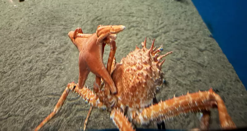 日本葛西临海水族园的日本拟人面蟹火了!它举海星不是卖萌,而是在拼命藏住自己! 日本葛西临海水族园的日本拟人面蟹火了!它举海星不是卖萌,而是在拼命藏住自己!