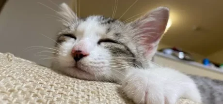 日本网友议论“当一只流浪猫长成猫界桥本环奈”，我们该羡慕的从来不是它的脸！而是被善意接住的那几年！ - 奇趣星球报
