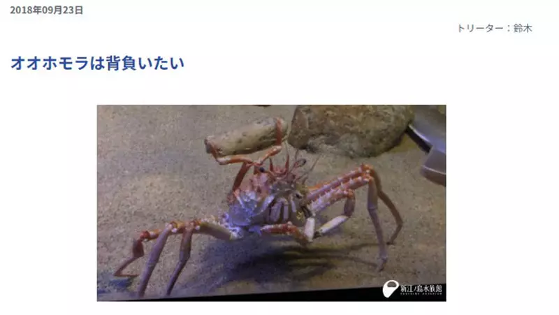 日本葛西临海水族园的日本拟人面蟹火了!它举海星不是卖萌,而是在拼命藏住自己! 日本葛西临海水族园的日本拟人面蟹火了!它举海星不是卖萌,而是在拼命藏住自己!