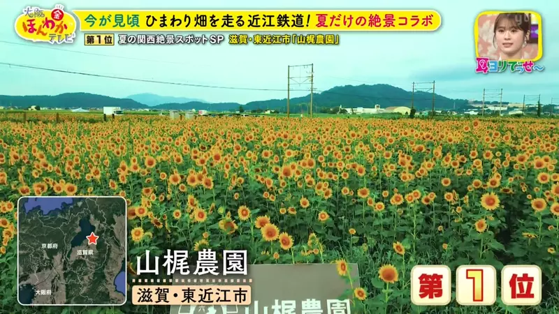 日本关西夏日拍照别把行程排错！风铃、镜面海和40万朵向日葵，都在拼时间！