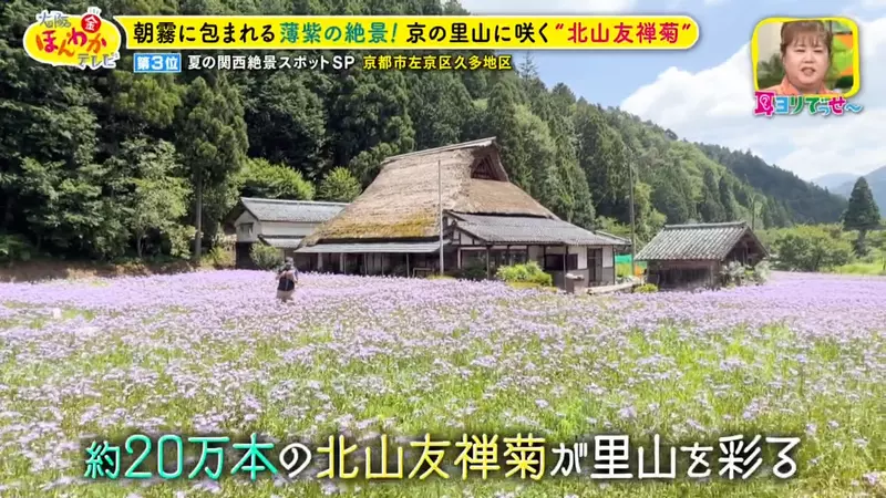 日本关西夏日拍照别把行程排错！风铃、镜面海和40万朵向日葵，都在拼时间！