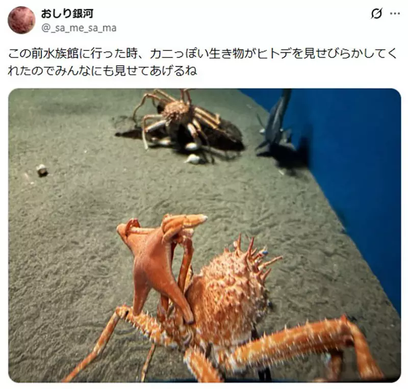 日本葛西临海水族园的日本拟人面蟹火了!它举海星不是卖萌,而是在拼命藏住自己! 日本葛西临海水族园的日本拟人面蟹火了!它举海星不是卖萌,而是在拼命藏住自己!