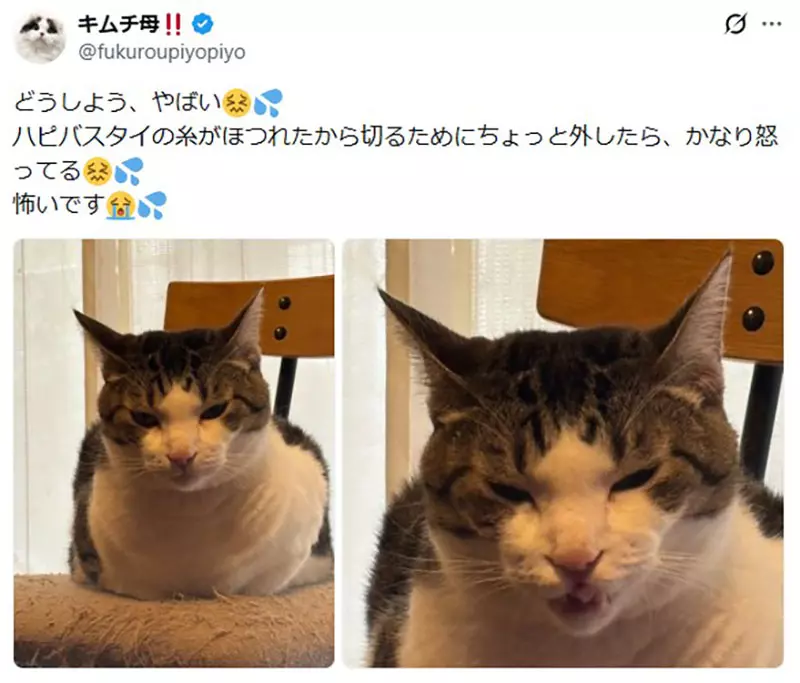 日本饲主分享“猫咪把生日过成日常”！寿星帽戴三周不肯摘，连工作人员都以为它天天庆生！