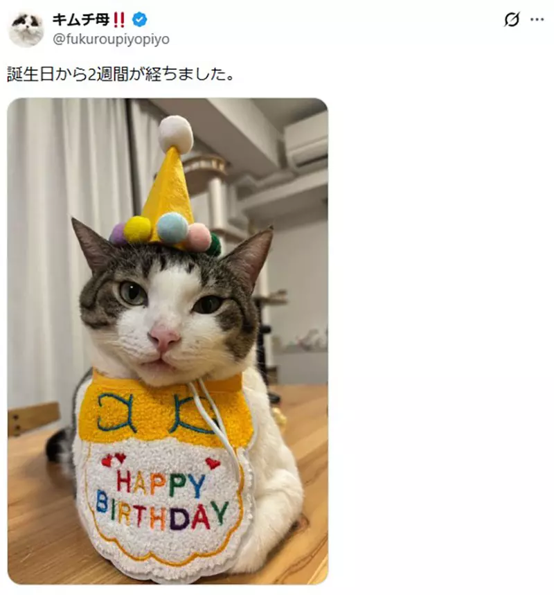 日本饲主分享“猫咪把生日过成日常”！寿星帽戴三周不肯摘，连工作人员都以为它天天庆生！