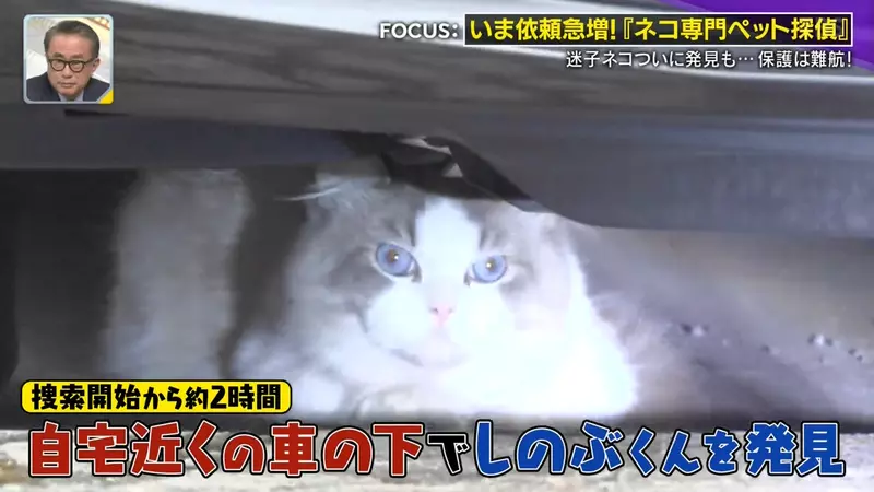日本寻猫侦探揭开走失真相!门外一碗猫粮,可能让受惊爱猫不敢回家,别好心办坏事! 日本寻猫侦探揭开走失真相!门外一碗猫粮,可能让受惊爱猫不敢回家,别好心办坏事!