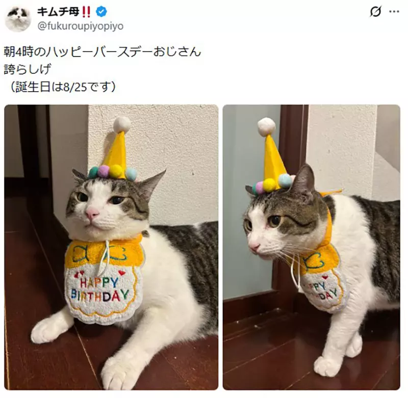 日本饲主分享“猫咪把生日过成日常”！寿星帽戴三周不肯摘，连工作人员都以为它天天庆生！