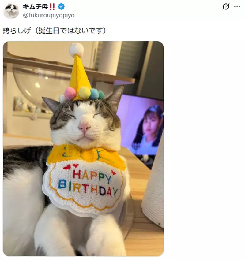 日本饲主分享“猫咪把生日过成日常”！寿星帽戴三周不肯摘，连工作人员都以为它天天庆生！