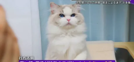 日本寻猫侦探揭开走失真相!门外一碗猫粮,可能让受惊爱猫不敢回家,别好心办坏事! - 奇趣星球报