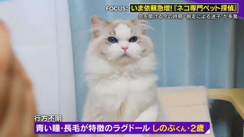 日本寻猫侦探揭开走失真相!门外一碗猫粮,可能让受惊爱猫不敢回家,别好心办坏事! 日本寻猫侦探揭开走失真相!门外一碗猫粮,可能让受惊爱猫不敢回家,别好心办坏事!