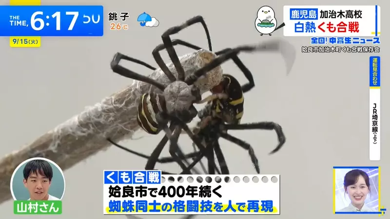 日本高中把蜘蛛合战搬进运动会:男生为全校目光增重7公斤,最后却输在了竹竿上 日本高中把蜘蛛合战搬进运动会:男生为全校目光增重7公斤,最后却输在了竹竿上
