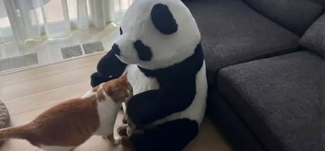 日本网友瞒着老婆买回《超巨熊猫玩偶》!孩子立刻喜欢,猫咪先试探,妻子那一愣让人想到共同生活的分寸! - 奇趣星球报