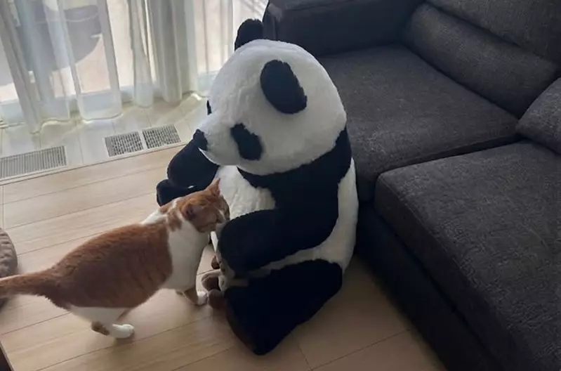 瞒着老婆买回《超巨熊猫玩偶》:孩子立刻喜欢,猫咪先试探,妻子那一愣让人想到共同生活的分寸 瞒着老婆买回《超巨熊猫玩偶》:孩子立刻喜欢,猫咪先试探,妻子那一愣让人想到共同生活的分寸