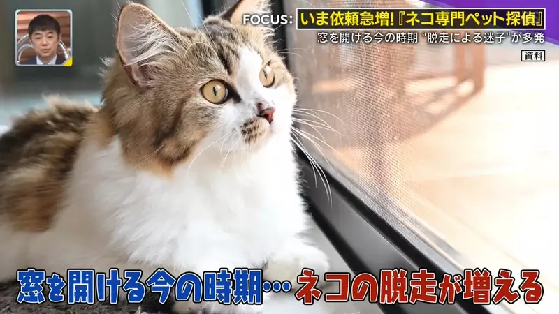 日本寻猫侦探揭开走失真相!门外一碗猫粮,可能让受惊爱猫不敢回家,别好心办坏事! 日本寻猫侦探揭开走失真相!门外一碗猫粮,可能让受惊爱猫不敢回家,别好心办坏事!