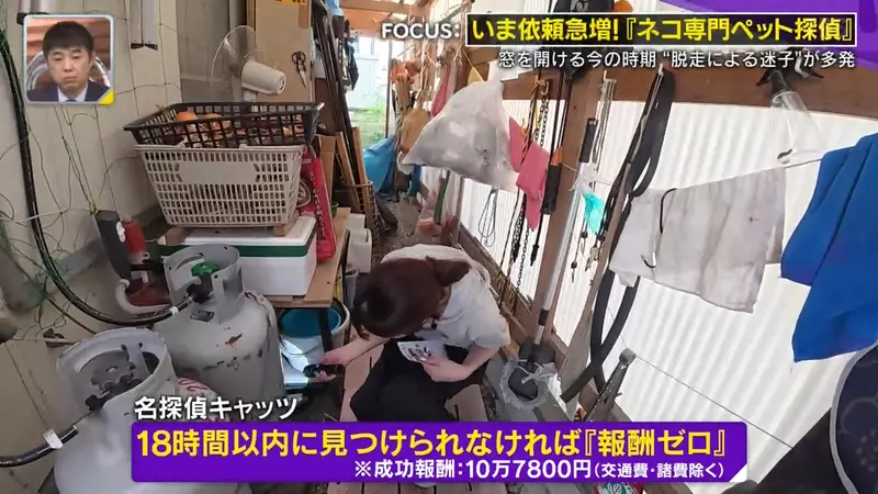 日本寻猫侦探揭开走失真相!门外一碗猫粮,可能让受惊爱猫不敢回家,别好心办坏事! 日本寻猫侦探揭开走失真相!门外一碗猫粮,可能让受惊爱猫不敢回家,别好心办坏事!