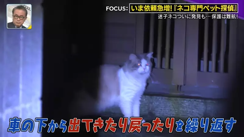 日本寻猫侦探揭开走失真相!门外一碗猫粮,可能让受惊爱猫不敢回家,别好心办坏事! 日本寻猫侦探揭开走失真相!门外一碗猫粮,可能让受惊爱猫不敢回家,别好心办坏事!