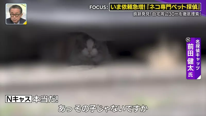 日本寻猫侦探揭开走失真相!门外一碗猫粮,可能让受惊爱猫不敢回家,别好心办坏事! 日本寻猫侦探揭开走失真相!门外一碗猫粮,可能让受惊爱猫不敢回家,别好心办坏事!