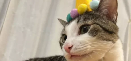 日本饲主分享“猫咪把生日过成日常”！寿星帽戴三周不肯摘，连工作人员都以为它天天庆生！ - 奇趣星球报